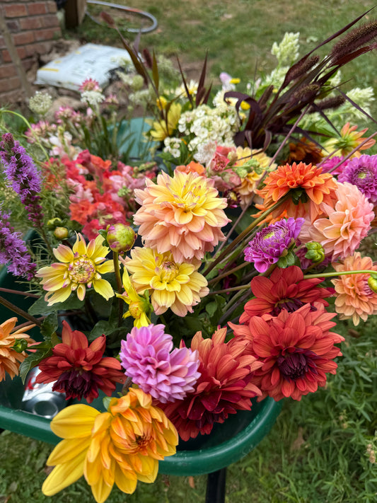 Colorful but flowers including dahlias in a green wheelbarrow.