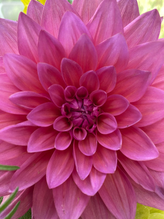 Bloomcliff Flowers Gift Card