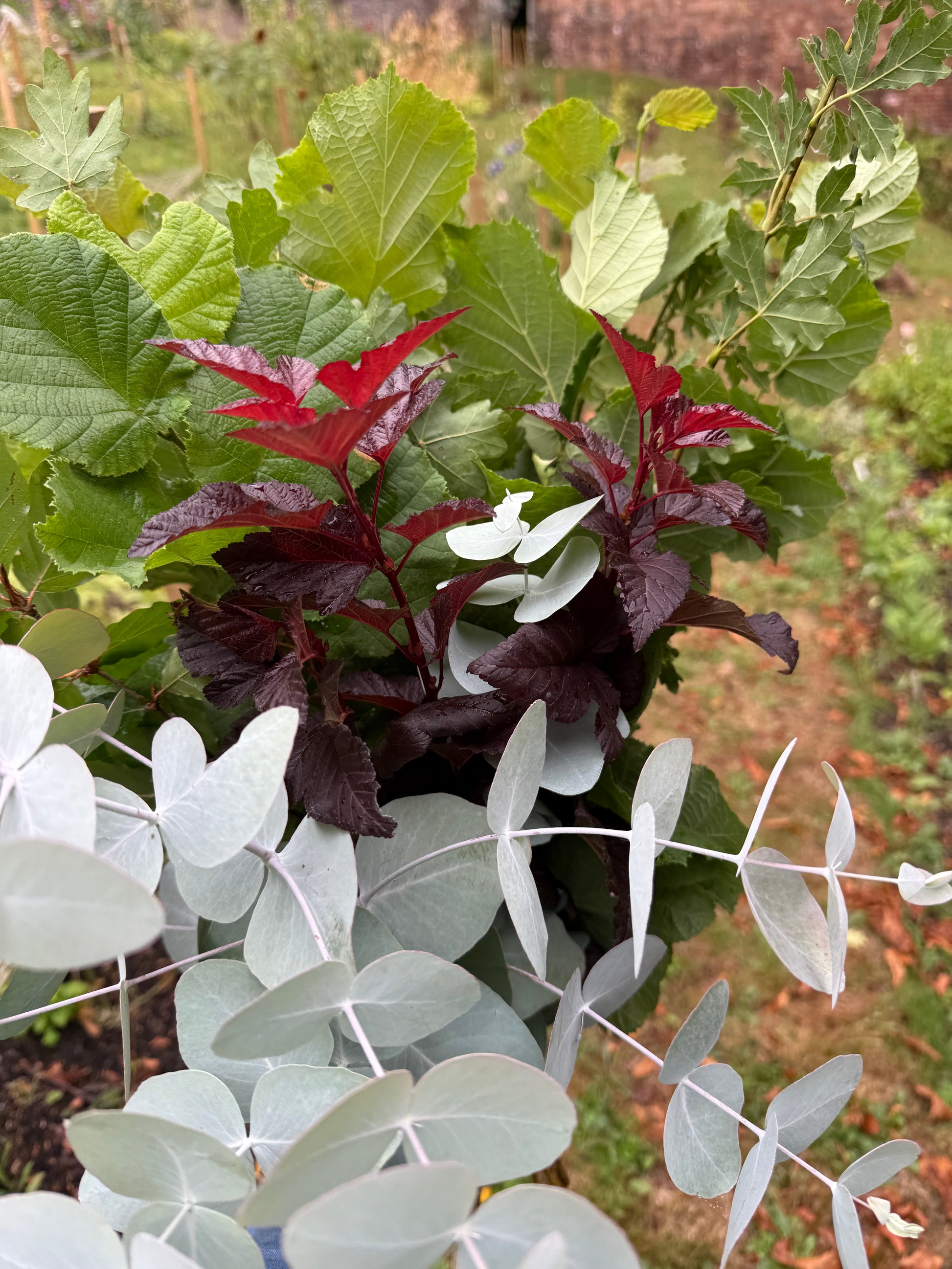 Close-up of various leafy plants with a blurred background
